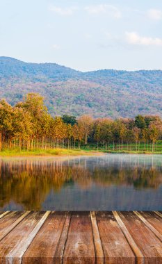Sisin dikey görüntüsü, sabah gölette, bir orman var, ılık güneşli günlerin arkaplanı..
