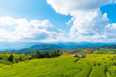 Tayland 'ın Chiang Mai bölgesindeki Baan Pa Bong Pieng köyünde gökyüzü ve dağ manzaralı teraslı altın pirinç tarlasında güneşli bir gün..