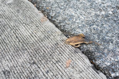 Deid Düz Kurbağa 'nın sokakta yalnız bırakılmış görüntüsü .