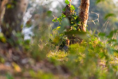 Upupa (Uppala epops) kuşu, sabah sıcacık güneş ışığıyla çayırlarda yemek için yürür..