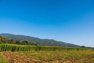 Mısır tarlası görüntüsü ve arka planda dağ.