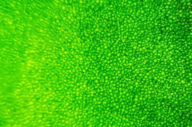 Soyut bulanıklık, mikroskop altında yeşil su bitkisinin yakın çekim görüntüleri. (dikey)