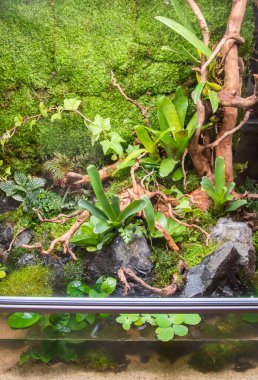 Teraryum tarzı, içinde toprak ve dekorasyon Bromeliad bitkileri bulunan cam kabın içinde kaya ve sürüklenen ağaç dallarıyla küçük bir bahçe..