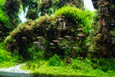 aquatic plant tank made with dragon stone arrangement on soil substrate with plant (Hemianthus callitrichoides cuba) and dwarf rasbora fish. clipart