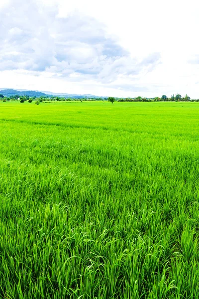 在有天空和树木背景的稻田上 美丽的阳光灿烂的一天的图像 — 图库照片