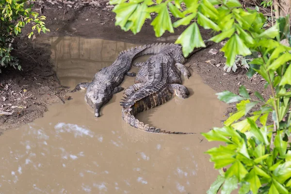 Image Malayan Gharial Water Day Time — Stock Photo, Image