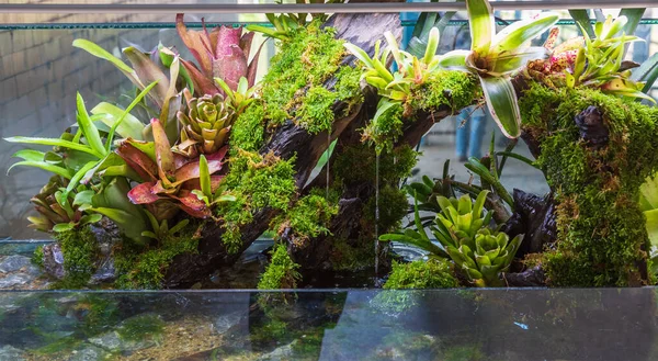 Petit Jardin Style Terrarium Avec Roche Bois Flotté Dans Récipient — Photo