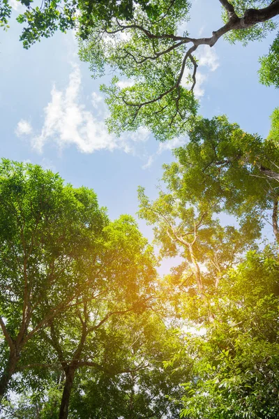Évjárat Árnyalat Kép Zöld Erdő Napsütéses Napon — Stock Fotó