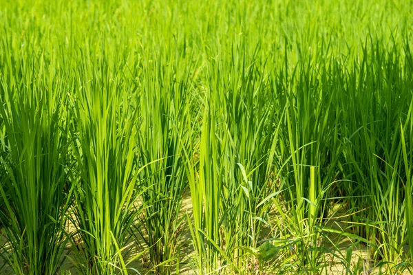 Primer Plano Imagen Del Campo Arroz Tiempo Del Día — Foto de Stock