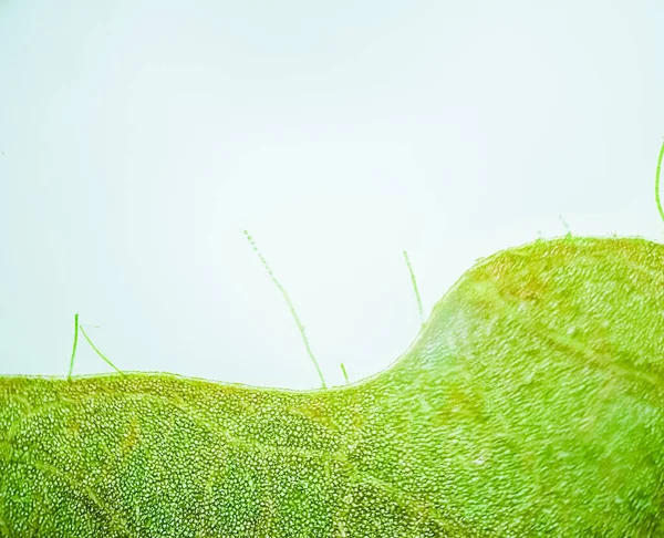 Abstraktní Rozmazání Zblízka Záběr Zelených Vodních Rostlinných Buněk Tyčinkou Bod — Stock fotografie
