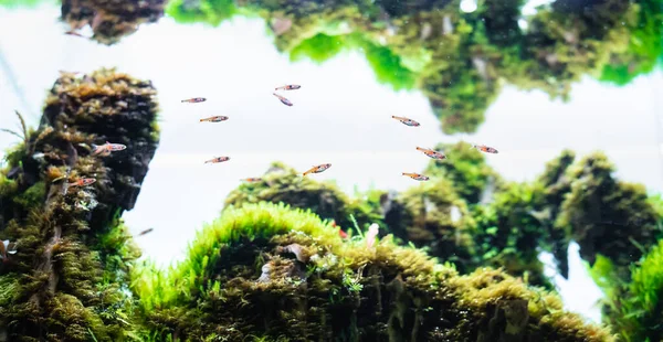 Zwerg Rasbora Boraras Maculatus Schwimmt Grünem Wasserpflanzenbecken — Stockfoto