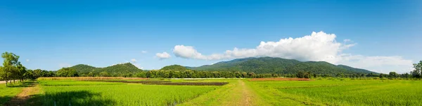 Panorama Image Beauty Sunny Day Rice Field Sky Mountain Background — Stock Photo, Image