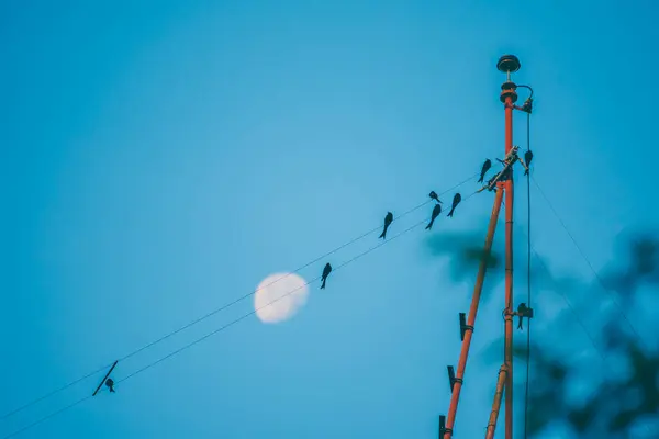 蓝天蓝月亮背景下的电线杆上的鸟的图像 — 图库照片