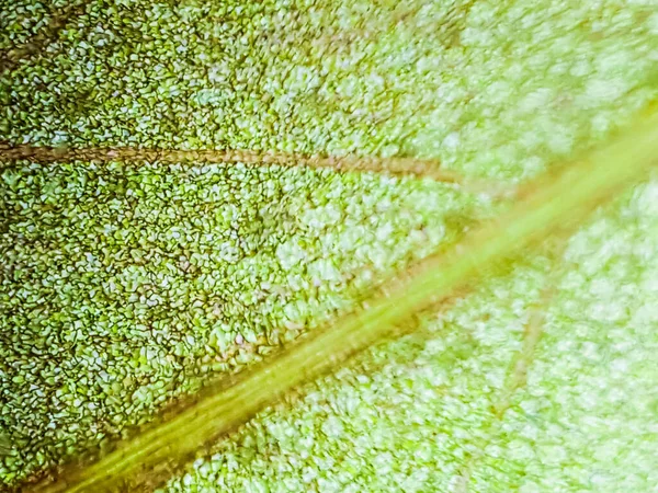 Abstracte Vervaging Close Van Rode Aquatische Plantencellen Onder Microscoop Verticaal — Stockfoto