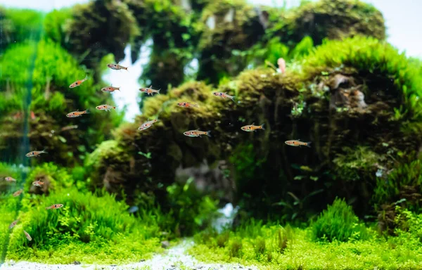 水生植物贮水池 用龙石制 以植物 金鱼草 和侏罗鱼为基质 排布在土壤基质上 — 图库照片