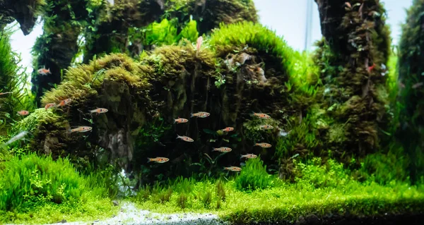 Réservoir Plantes Aquatiques Avec Disposition Pierre Dragon Sur Substrat Sol — Photo