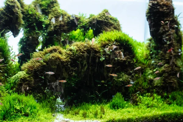 Aquático Tanque Plantas Feito Com Arranjo Pedra Dragão Substrato Solo — Fotografia de Stock