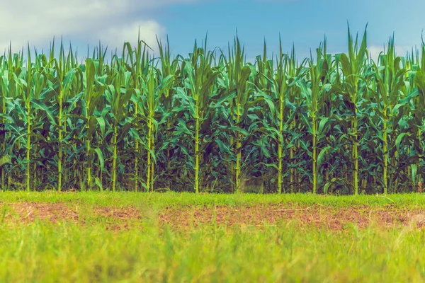 Vintage Ton Bild Majs Fält Och Molnigt Blå Himmel Dag — Stockfoto