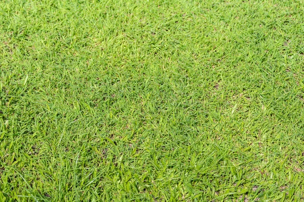 Image Green Grass Texture Taken Top View — Stock Photo, Image