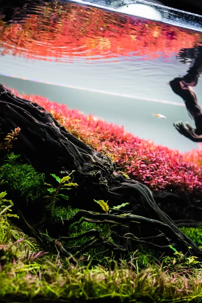 中には様々な赤い茎の水生植物を持つ景観型水族館タンクの垂直イメージを閉じます — ストック写真
