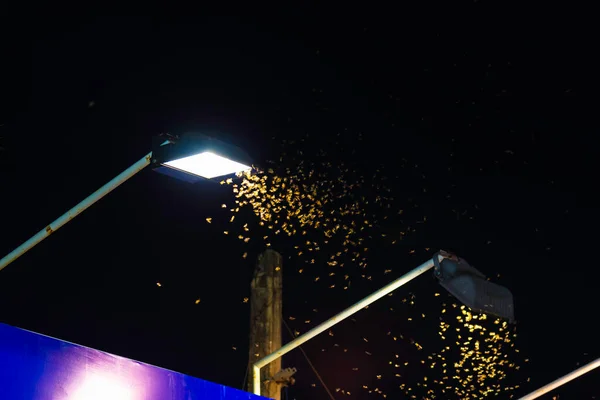 image of A group of termite queen flying at the bright lights at night.