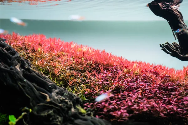 中には様々な赤い茎の水生植物を持つ風景型水槽のイメージを閉じます — ストック写真