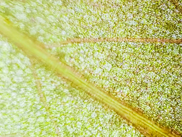 Abstraktní Rozmazání Zblízka Záběr Červených Vodních Rostlinných Buněk Pod Mikroskopem — Stock fotografie