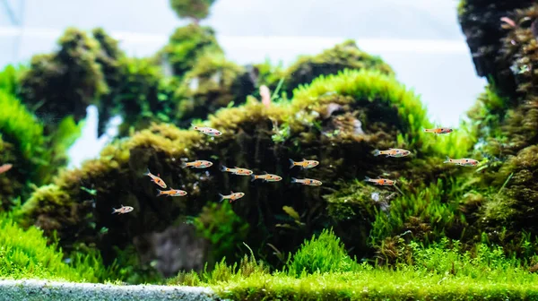 Aquático Tanque Plantas Feito Com Arranjo Pedra Dragão Substrato Solo — Fotografia de Stock