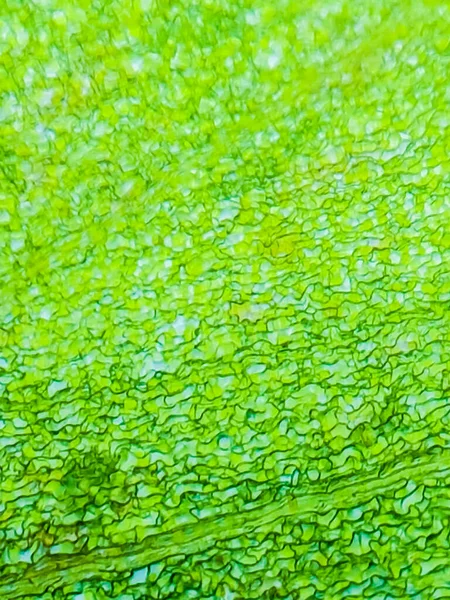 Abstract Blur Close Shot Green Aquatic Plant Cells Microscope Vertical — Stock Photo, Image