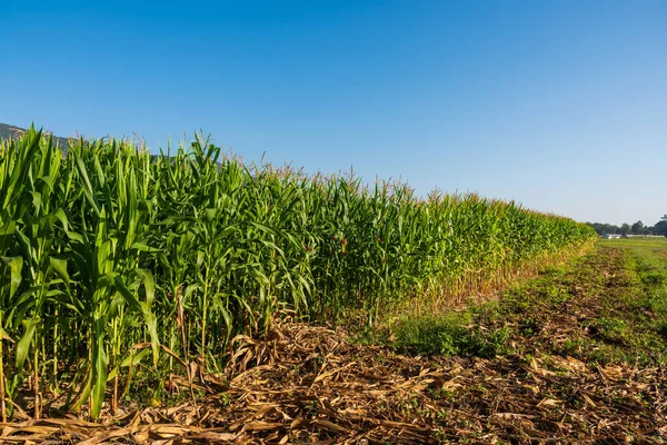 Imagem Campo Milho Montanha Fundo — Fotografia de Stock