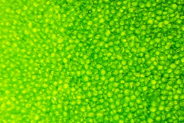显微镜下的绿色水生植物细胞的抽象模糊闭合镜头 — 图库照片