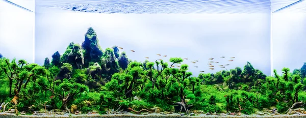 Aquarium Natuurstijl Met Een Verscheidenheid Aan Waterplanten Binnen — Stockfoto