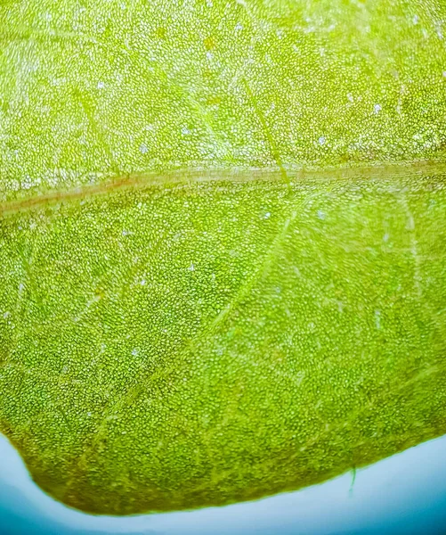 Abstrato Borrão Close Células Vegetais Aquáticas Verdes Microscópio Vertical — Fotografia de Stock