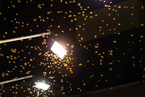 image of A group of termite queen flying at the bright lights at night.