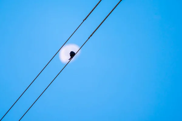 Kép Madarak Fogás Elektromos Rúd Nap Idő Tiszta Kék Hold — Stock Fotó