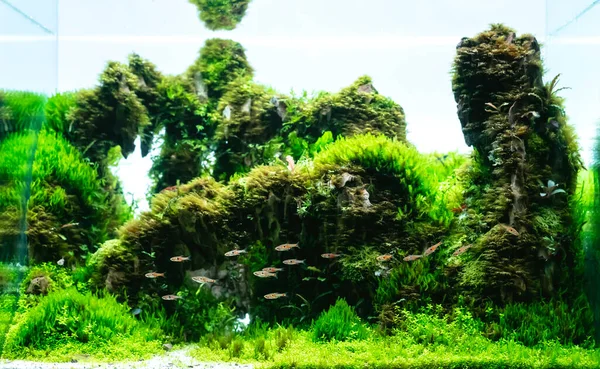 Wasserpflanzenbecken Mit Drachensteinanordnung Auf Bodensubstrat Mit Pflanze Hemianthus Callitrichoides Cuba — Stockfoto