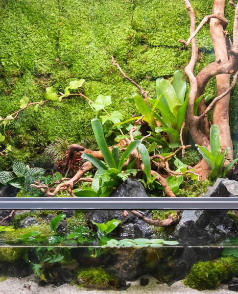 Terrarium Stijl Kleine Tuin Met Rots Drijfhout Glazen Container Met — Stockfoto