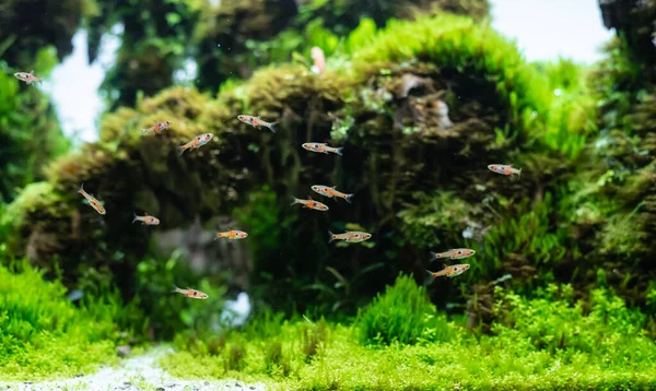 ヘミアンサス カリトリコイド キューバ とドワーフ ラズボラ魚を含む土壌基板上に龍石配置で作られた水生植物タンク — ストック写真