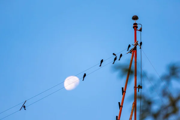 蓝天蓝月的Mynas鸟在电线杆上捕捉到的图像 — 图库照片