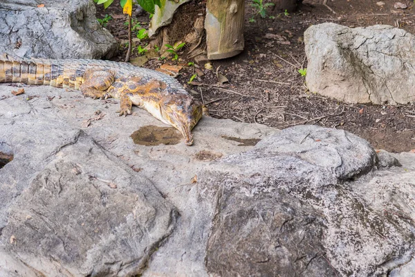 Image Malayan Gharial Ground Day Time — Stock Photo, Image