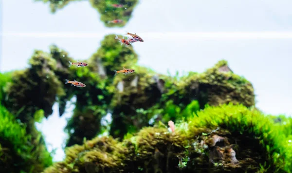 Dwerg Rasbora Boraras Maculatus Zwemt Groene Aquatische Plantenbak — Stockfoto