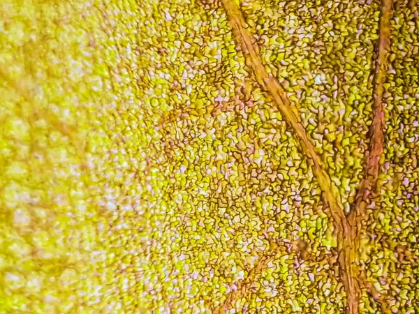 Abstrakte Unschärfen Nahaufnahmen Roter Wasserpflanzenzellen Unter Dem Mikroskop Vertikal — Stockfoto