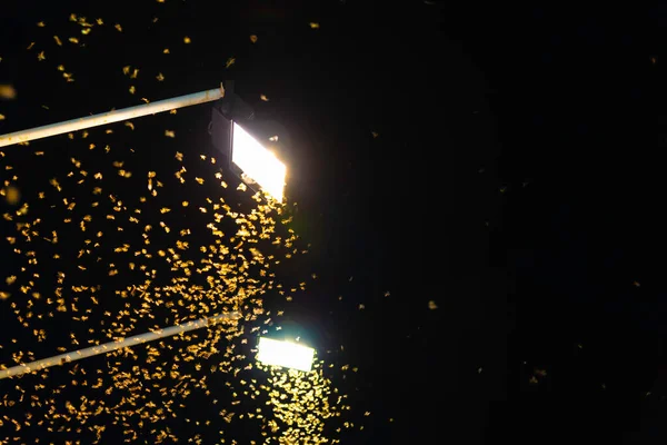 image of A group of termite queen flying at the bright lights at night.