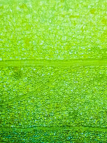 Abstract Blur Close Shot Green Aquatic Plant Cells Microscope Vertical — Stock Photo, Image