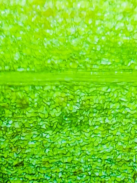 Abstract Blur Close Shot Green Aquatic Plant Cells Microscope Vertical — Stock Photo, Image