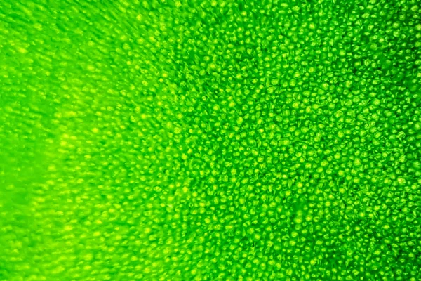 Abstrakte Unschärfen Nahaufnahmen Grüner Wasserpflanzenzellen Unter Dem Mikroskop Vertikal — Stockfoto