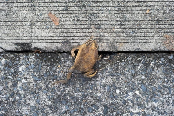 Imagen Deid Sapo Plano Dejado Solo Calle —  Fotos de Stock