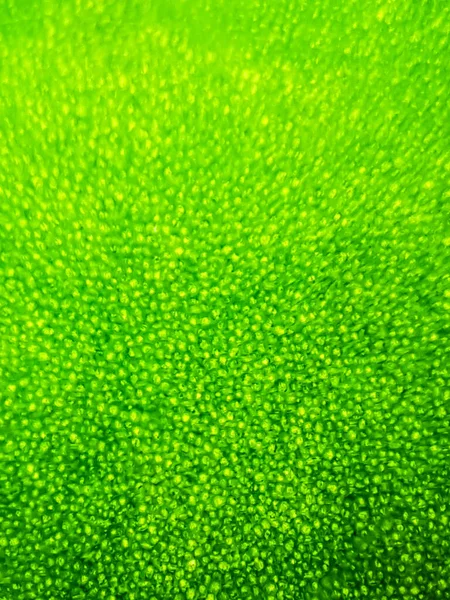 Abstract Blur Close Shot Green Aquatic Plant Cells Microscope Vertical — Foto de Stock