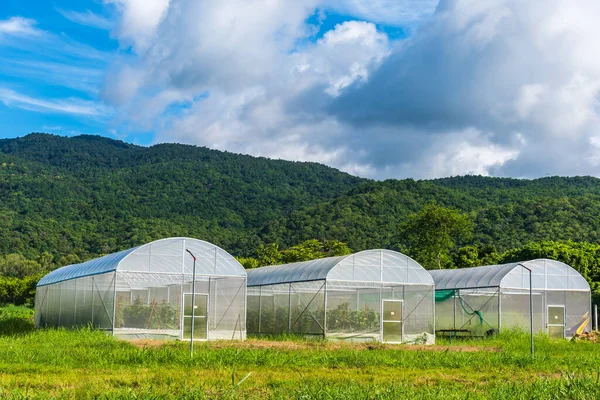 Imagem Barraca Branca Proteção Inseto Plantação Esperta Fazenda Perto Montanha — Fotografia de Stock