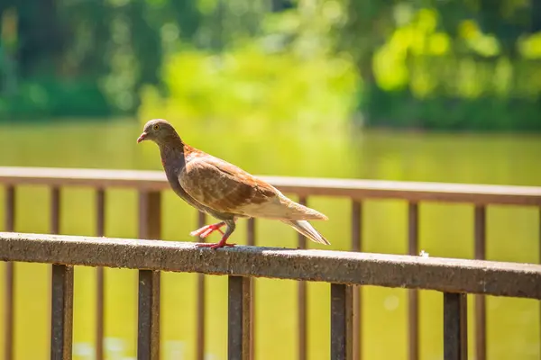Image Pigeon Stand Steel Fence Day Time — Stock Photo, Image